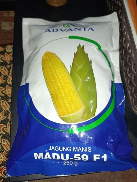 Benih Jagung Manis Advanta Madu F Gram Lazada Indonesia