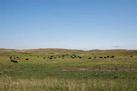 Customer First Mentality Cab Cattle