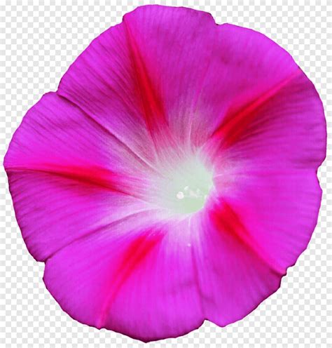 Ipomoea Purpurea Ipomoea Carnea Ipomoea Indica Ipomoea Cairica Batata