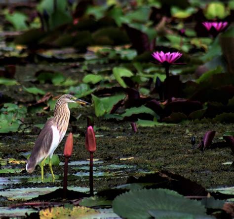 Premium Photo Close Up Of Bird On Field