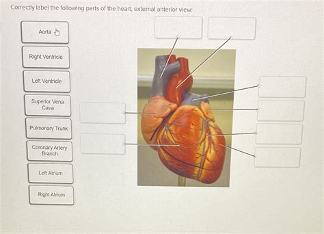 [solved] Correctly Label The Following Parts Of The Heart External