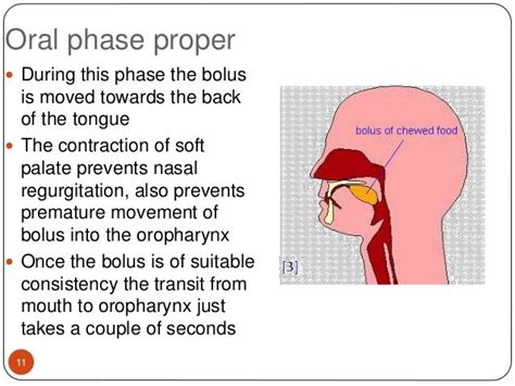 Physiology Swallowing And Functional Investigations Of Upper Git