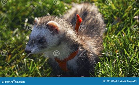 Ferret стоковое фото. изображение насчитывающей природа - 129109360