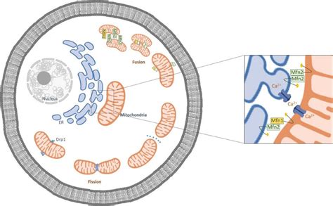 Schematic Representation Of The Mitochondrial Fusion And Fission