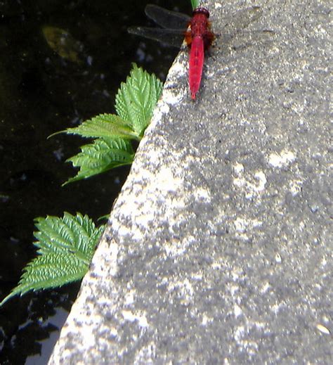 aka tonbo by Gekiganfan on DeviantArt