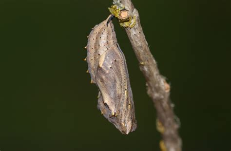 Painted Lady Butterfly Chrysalis Formation