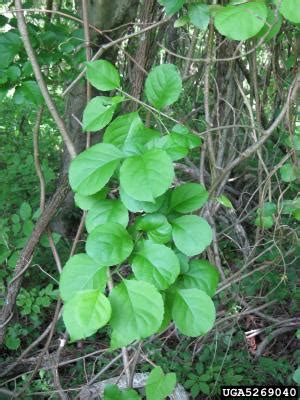 Oriental Bittersweet Invasive Species Profile | Natural Resource Stewardship