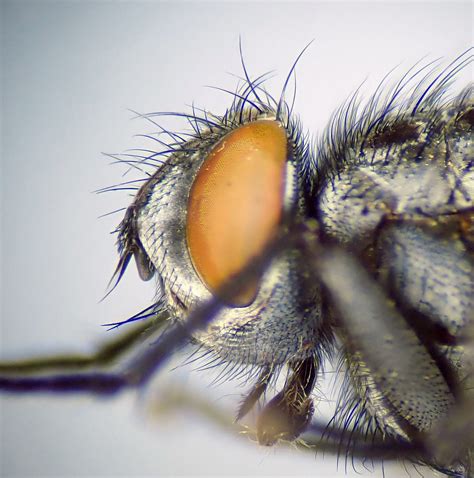 Macronychia Agrestis Male Head Lullington Heath Sussex Flickr