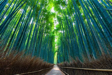 Discover Kyotos Arashiyama Bamboo Forest Japan Airlines Jal