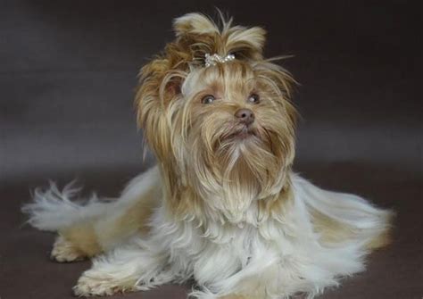 Colors of the Biewer Terrier | Rocky Mountain Biewer Terriers