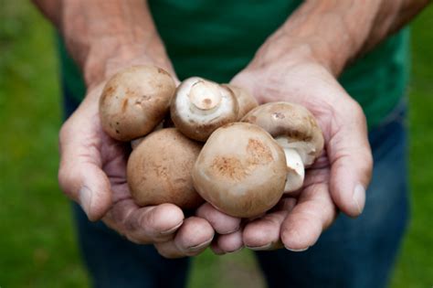 Pilze im eigenen Garten Erhalten beseitigen oder züchten