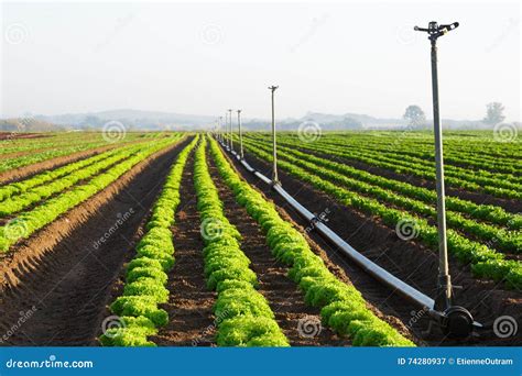 Fresh Lettuce on a Farm with Sprayers Stock Image - Image of organic ...