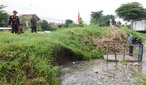 Waspada Tanggul Sungai Wulan Di Undaan Lor Kudus Hampir Jebol