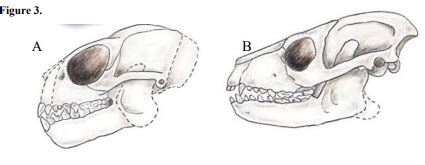 These fossil crania are examples of the two groups of | Chegg.com