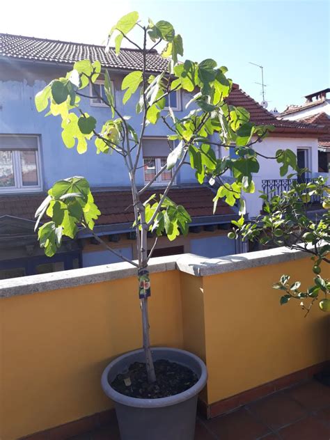 Higuera En Maceta Cultivo De Rboles Frutales Higuera Cultivo De