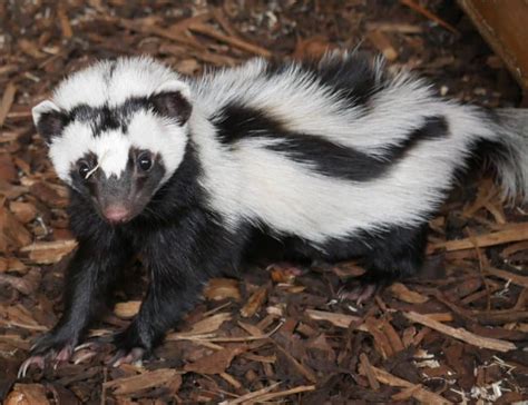 10 Striped Polecat Zorilla Facts Fact Animal