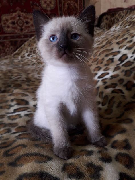 Симпатичные сиамские котята