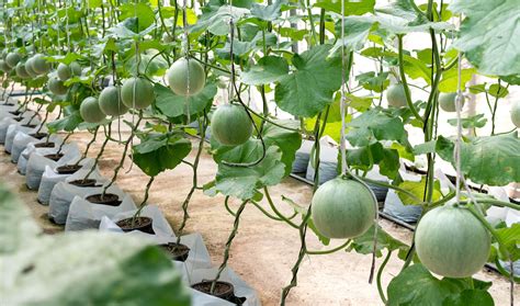 cantaloupe sprouts