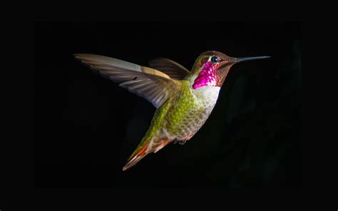 Wallpaper Swing Hummingbirds Beak Fly Bird Hummingbird Wing