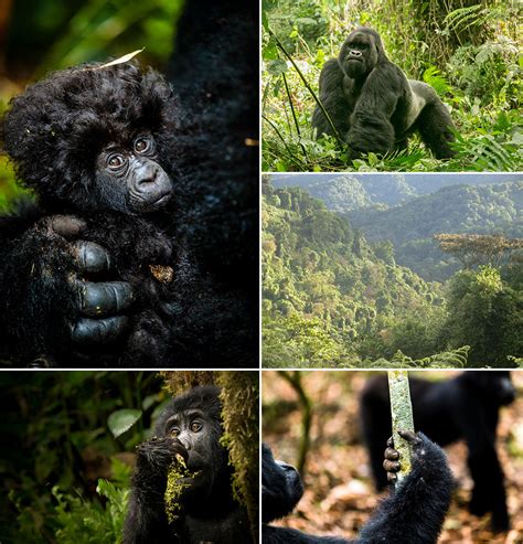 Mountain Gorilla Habitat Loss