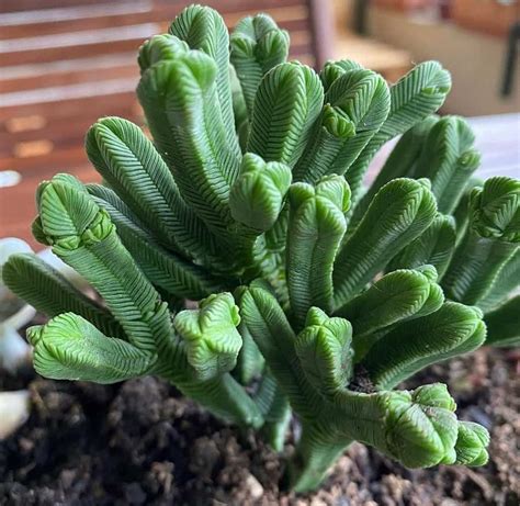 Crassula Pyramidalis Characteristics And Care Succulent Alley