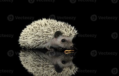 Studio shot of an adorable African white- bellied hedgehog eating mealworms 30013081 Stock Photo ...