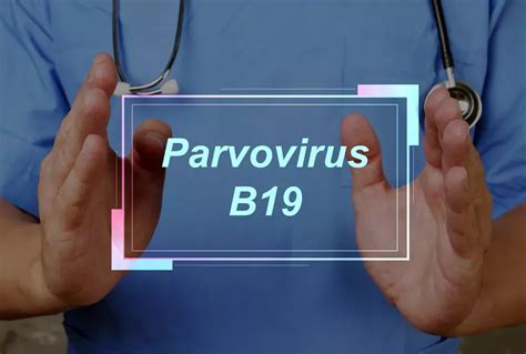 Parvovirus B19 Symptômes Et Traitements