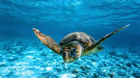 Caretta-Caretta Turtles – Jimmy's Experience Tours & Cruises