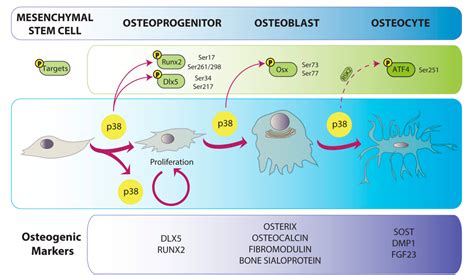 Figure 1 From P38 MAPK Signaling In Osteoblast Differentiation