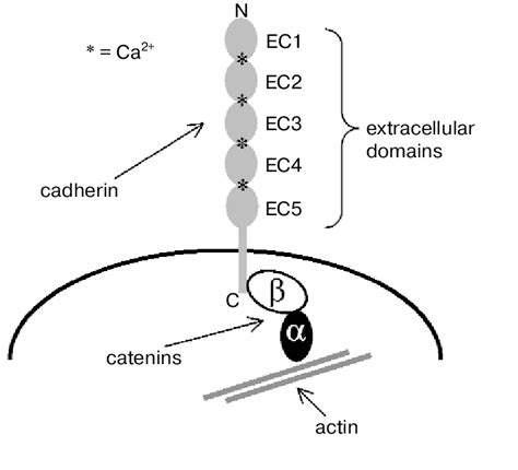 Structure Of Classical Cadherins And Their Interaction With Cytoplasmic