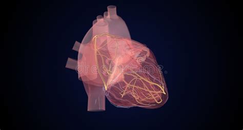 Cardiac Conduction System During Normal Heart Beat Stock Illustration