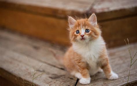 2560x1600 Cute Kitten 2560x1600 Resolution Hd 4k Wallpapers Images Backgrounds Photos And