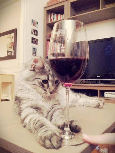 Cat Drinking Wine Images Free Download On Freepik