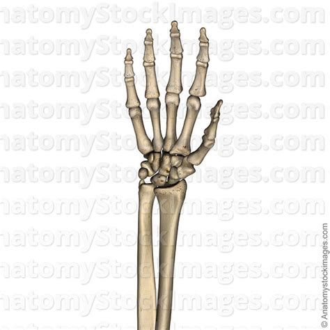 Anatomy Stock Images Forearm Musculus Extensor Carpi Ulnaris Ulna