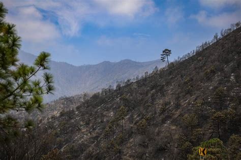 Reforestación tras incendio en sierra de Santiago NL tardaría un año