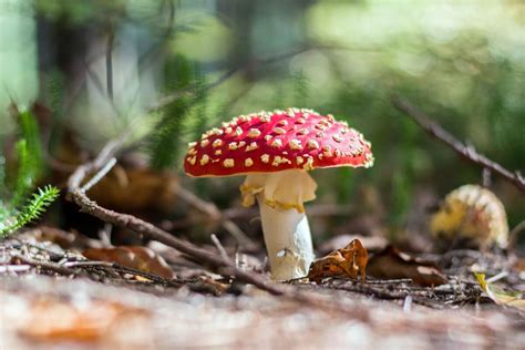 Amanita Muscaria About Fly Agaric Best Mushroom Store