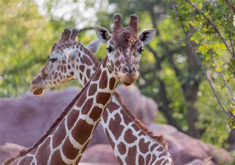 St. Louis Zoo: A safari in Forest Park