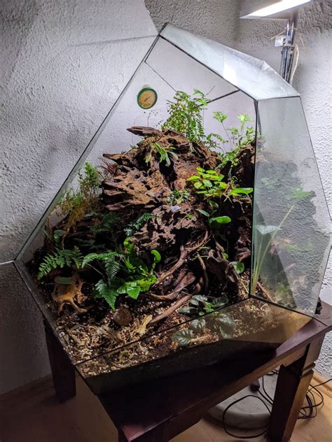 Mini Terrarium F R Anf Nger Alles Was Du Wissen Musst Inklusive