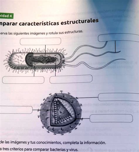 SOLVED Observa las siguientes imágenes y rotula sus estructuras ridad