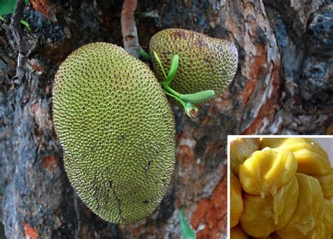 Frutas Del Sudeste Asi Tico Que Debes Probar Antes De Morir