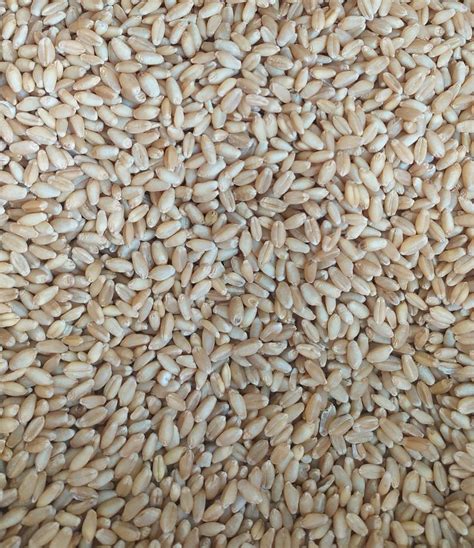 Golden Kg Food Wheat Grains At Rs Kg In Gandhinagar Id