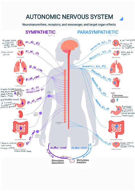 Sympathetic Vs Parasympathetic Neurotransmitters Studocu