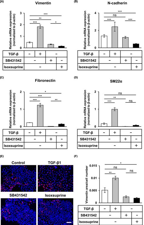 Effect Of Sb And Isoxsuprine A Adrenergic Receptor Agonist