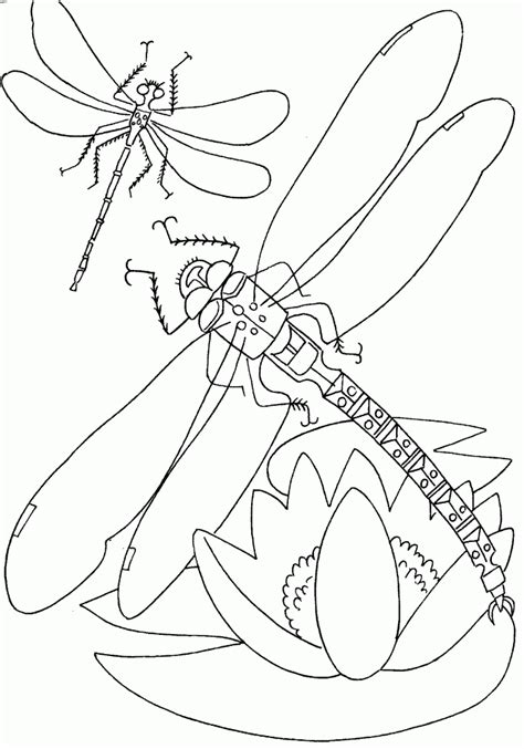 Free Printable Dragonfly Coloring Pages For Kids