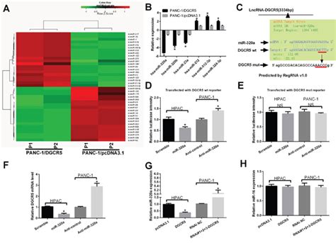 Reciprocal Regulation Of Dgcr5 And Mir 320a Affects The Cellular