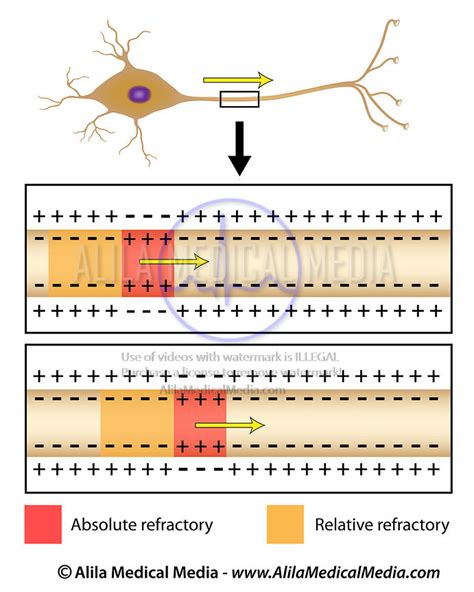 Alila Medical Media Action Potential Conduction In Axon Medical