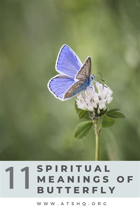 Butterfly Symbolism 11 Spiritual Meanings Of Butterfly