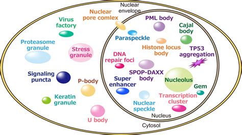 Schematic Representation Of Biomolecular Condensates In The Nucleus And