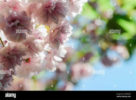 Flowering Cherry Tree Up Close Prunus Shirofugen Stock Photo Alamy