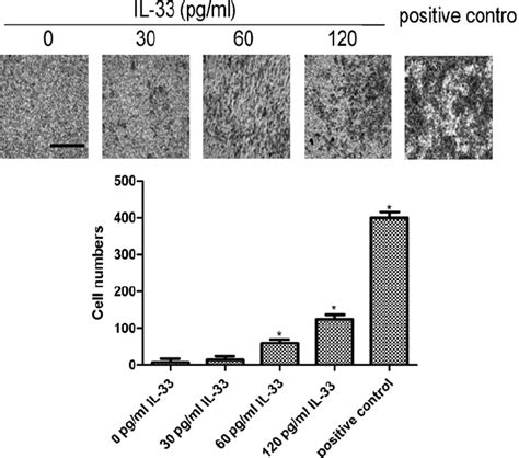 IL 33 Promotes The Invasive Potential Of MGC803 Cells A Effects Of